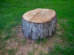 Best Tree Cabling and Bracing  in Crandall, TX