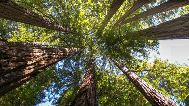 How Our Tree Care Process Works  in  Crandall, TX