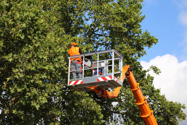 Lawn Pest Prevention in Crandall, TX