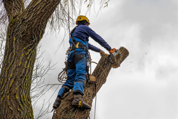 Best Hedge Trimming  in Crandall, TX