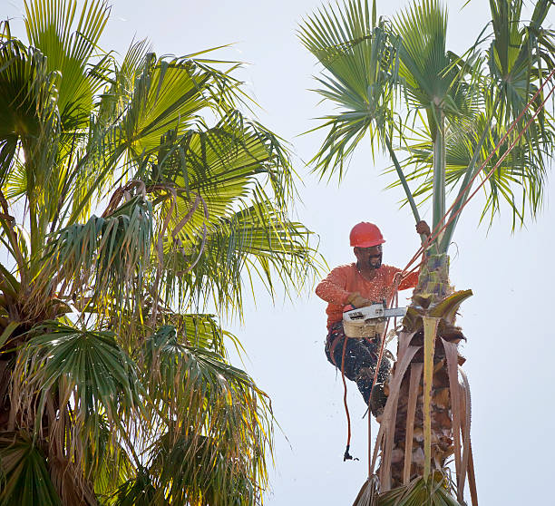 Crandall, TX Tree Services Company