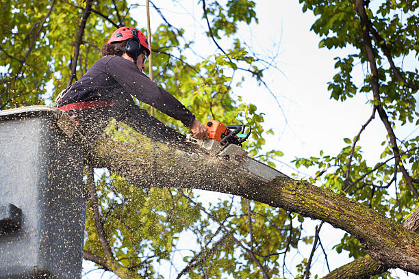 Best Tree Preservation Services  in Crandall, TX