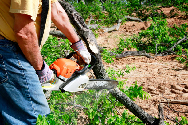 Best Tree Disease Treatment  in Crandall, TX